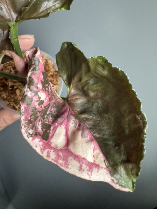 Syngonium Strawbeery Ice