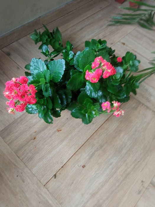 Вазони різні, красиві