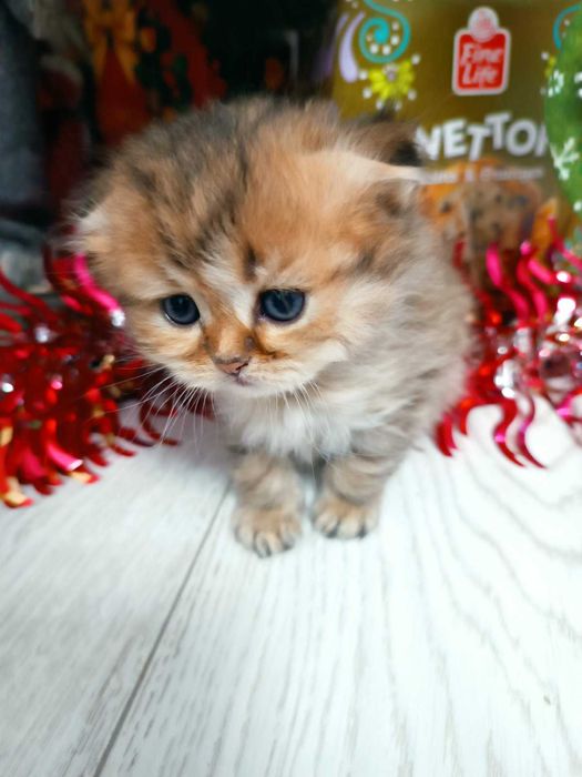 Киця золота шиншила. Дуже рідкий окрас.