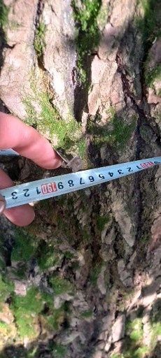 Продам дерево ясокори