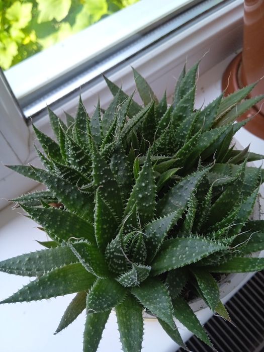 Вазони є великий вибір