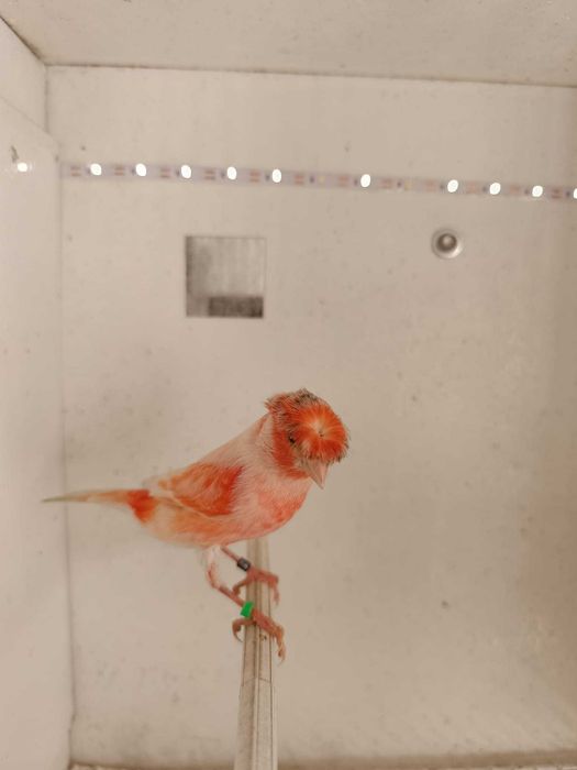 Canário Arlequim Português 2 Machos