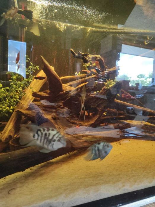 Akwarium Duże z Szafką 79x68x60cm 322l z życiem i akcesoriami