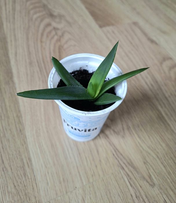 Alworthia/Aloes Black Gem