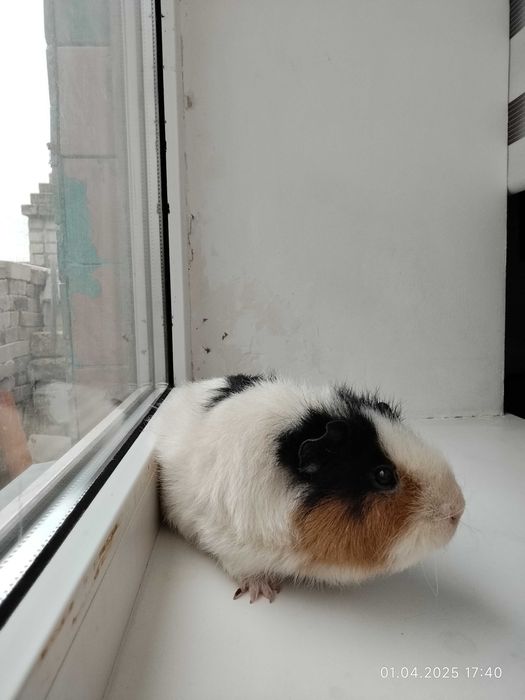 Морские свинки 2 девочки