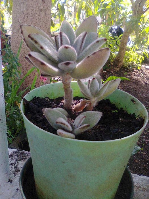 Plantas Suculentas