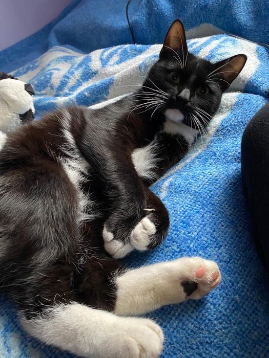 Zaginąl czarno biały kotek