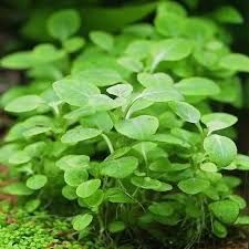 Lobelia cardinalis 'Mini' podas