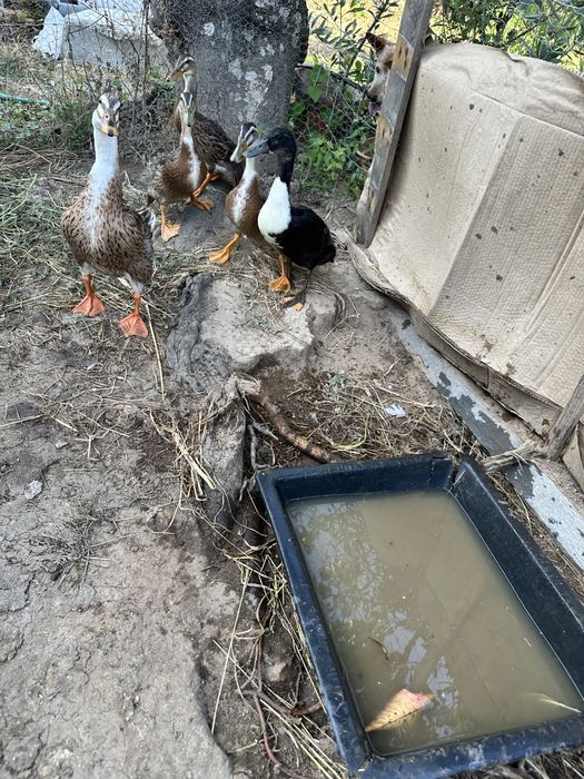 Patos reais machos