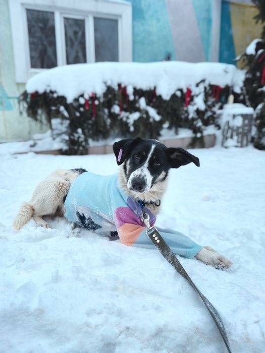 Собака Ніка, безкоштовно в добрі руки
