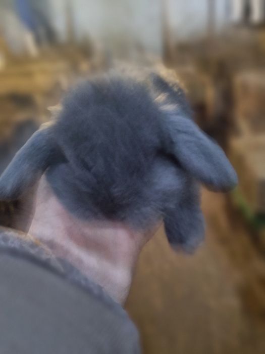 Coelhos anoes mini lop com 3 meses