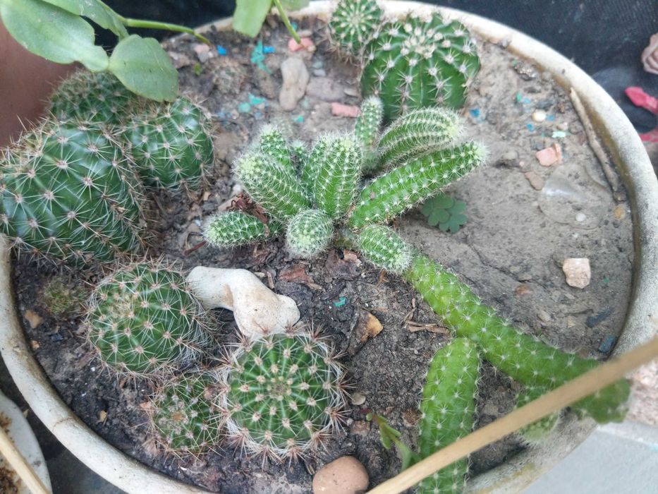 Сансевієрія, кактуси кімнатні квіти