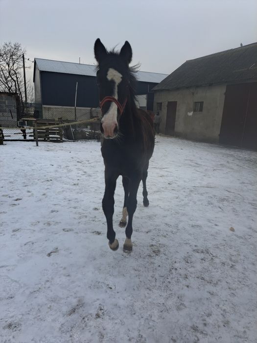 Sprzedam źrebice wielkopolską