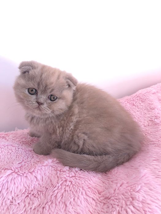 Scottish Fold Lilac