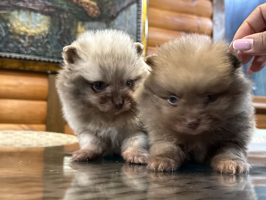 Редкий окрас мерле померанский шпиц