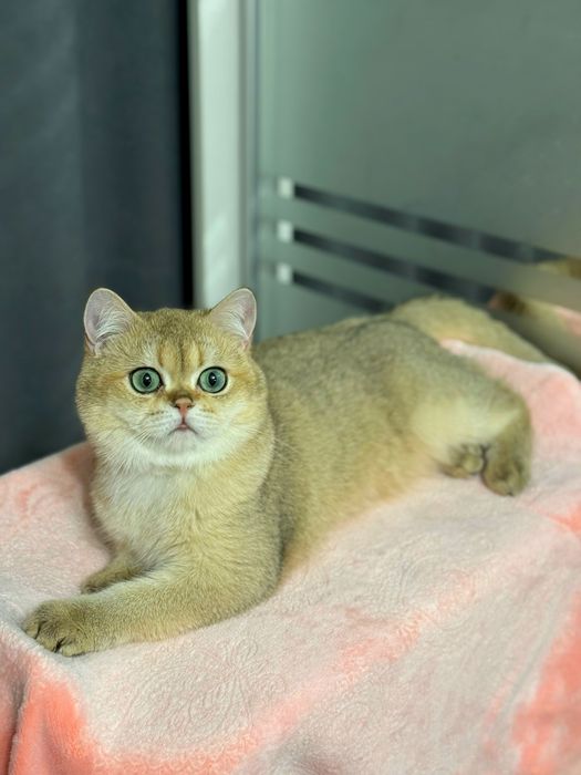 Плюшевый британский мальчик