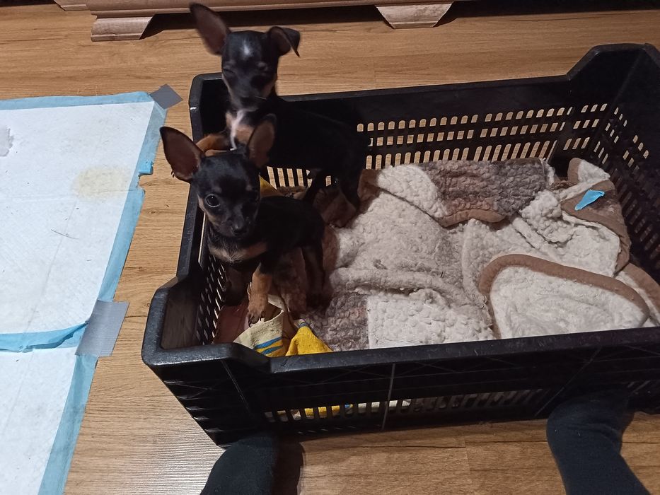 Pinczer Miniaturowy retlerek suczka
