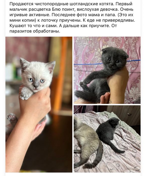 В продаже шотландская вислоухая девочка,шотландский прямоухий мальчик