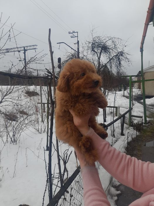 Малюк той пудєль