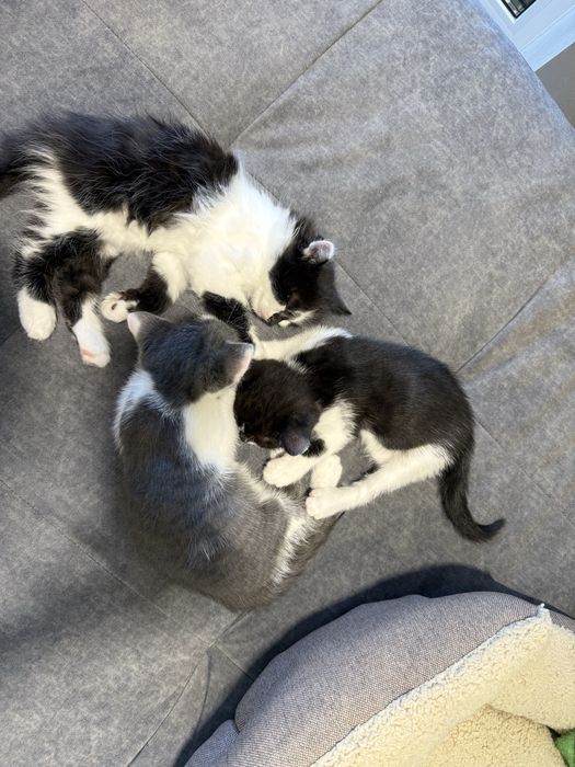 Віддам у добрі руки кошенят