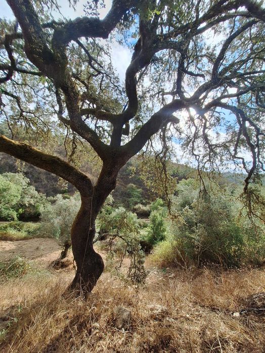 A very special estate | Fruit, Veg garden, Water abundance, Electricity | €160K