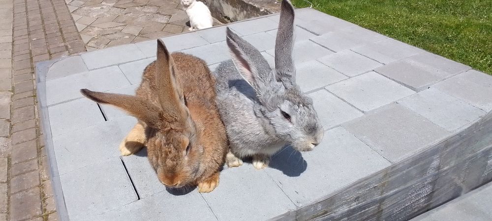 Продам мясо кроля, жива вага, кролі - простяки