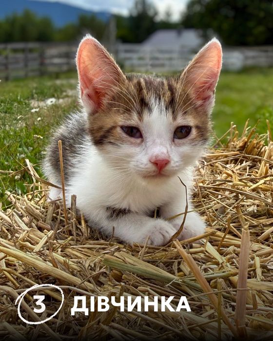 Кошенята (2 хлопчика, 1 дівчинка) шукають дім