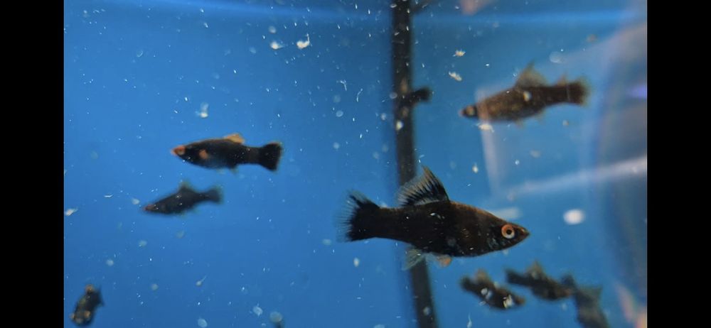 Mieczyk czarny widlak delta krajowy W-wa od Tapajos.eu