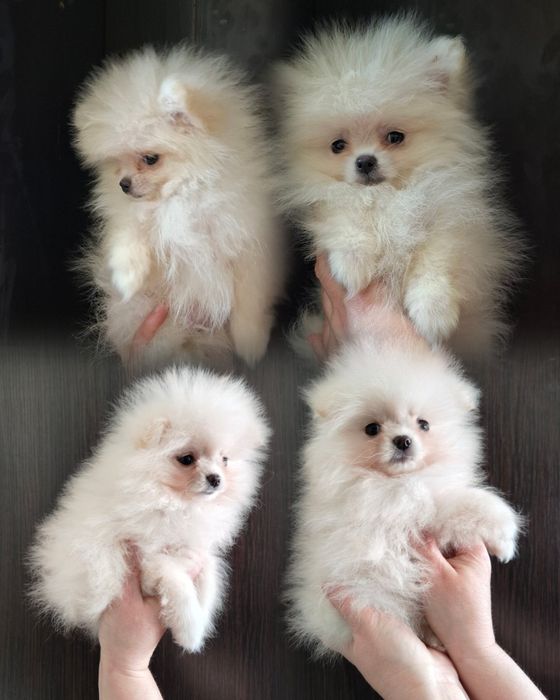 Дівчатка померанчики!!!