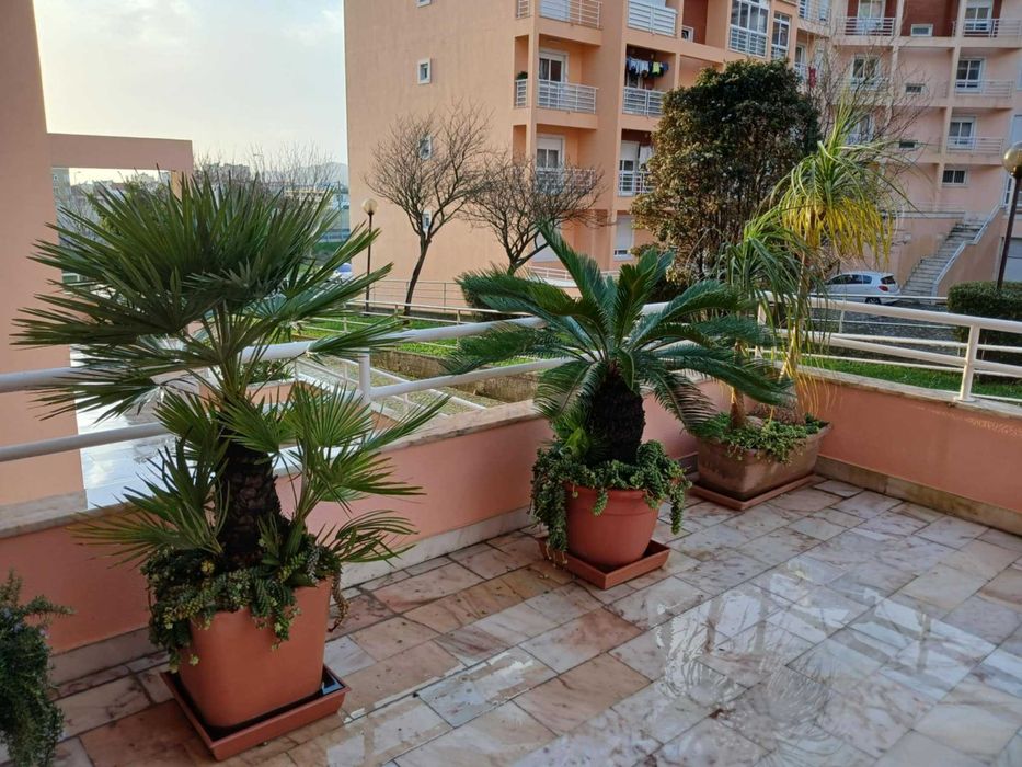 Plantas de jardim (exterior)