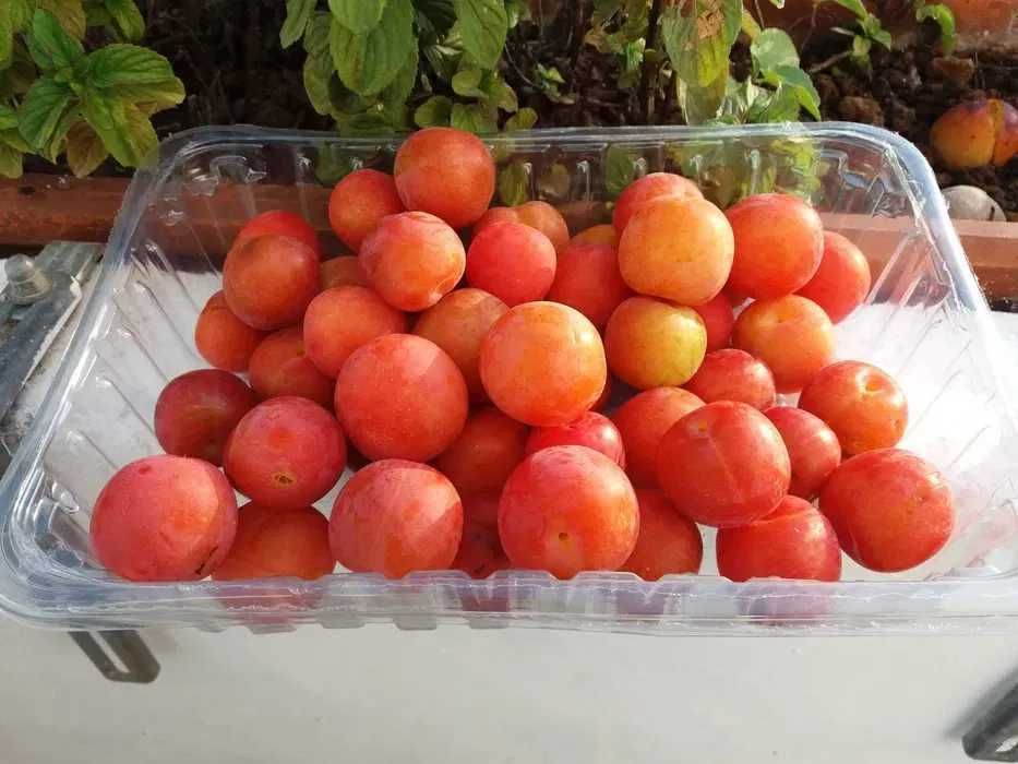 Fruta e compotas  biológicas