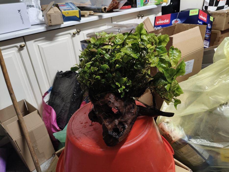 Korzeń do akwarium z anubiasem