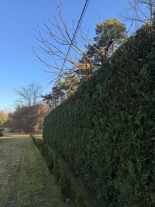 Usługi ogrodnicze i porządkowe