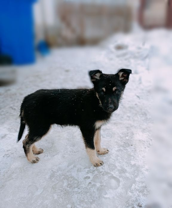 В добрі руки!!! Цуценята 4 місяці