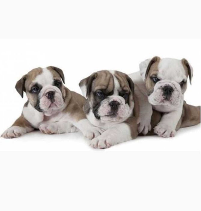 Помощь переселенцам в передержке.