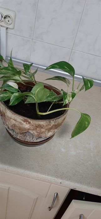 Сциндапсус золотистий