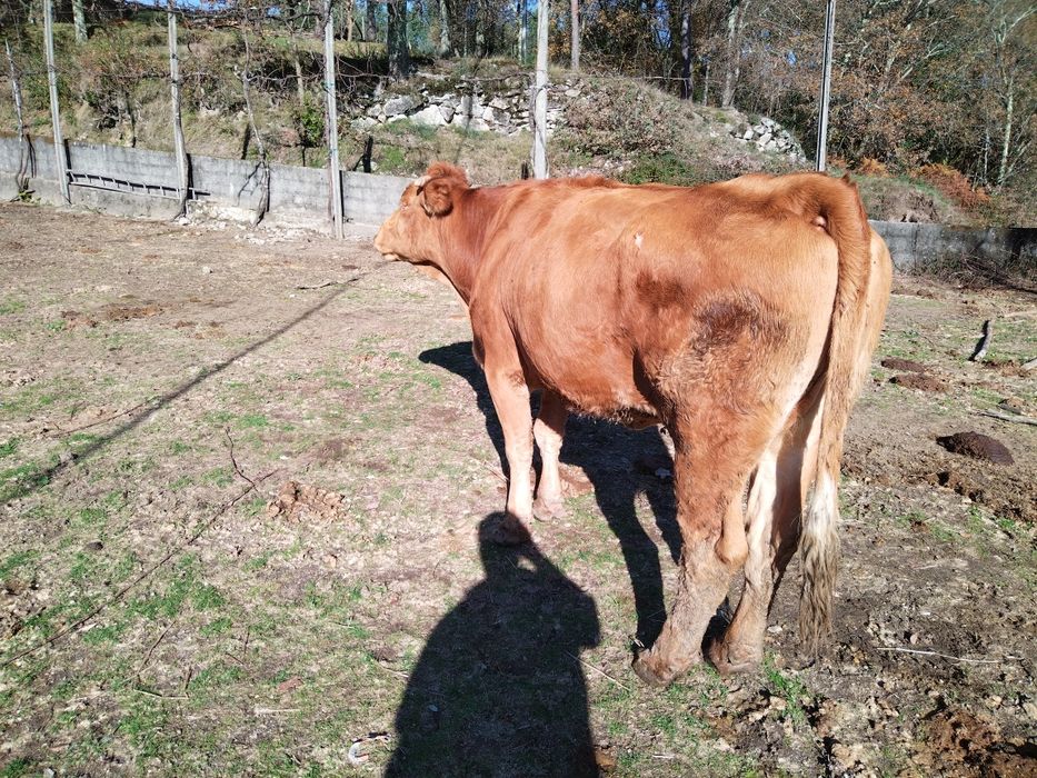 Vaca minhota registada