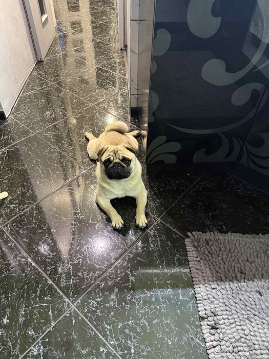 Мопс для вязки молодий активний