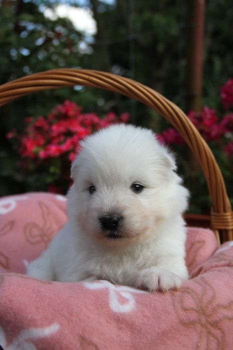 Samoyed szczenię *suczka*  ZKWP FCI
