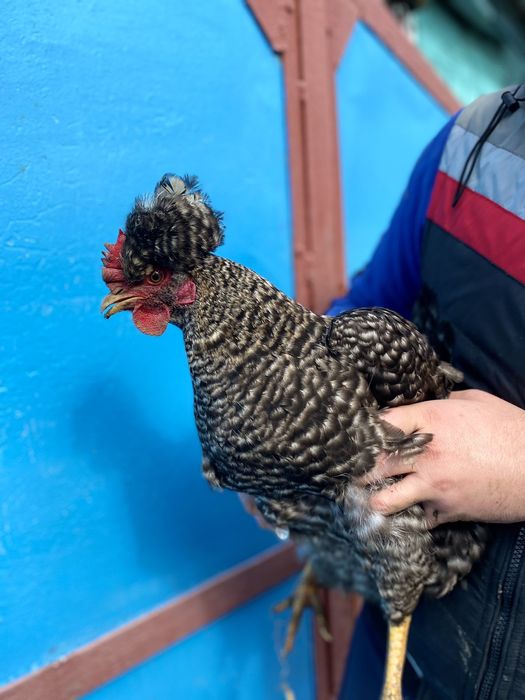 Яйце інкубаційне кур чубатих, хохлатих