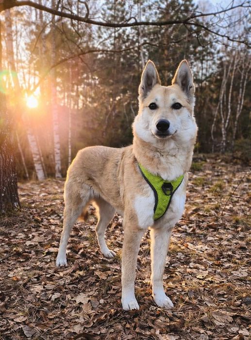 Wyjątkowa suczka szuka domu