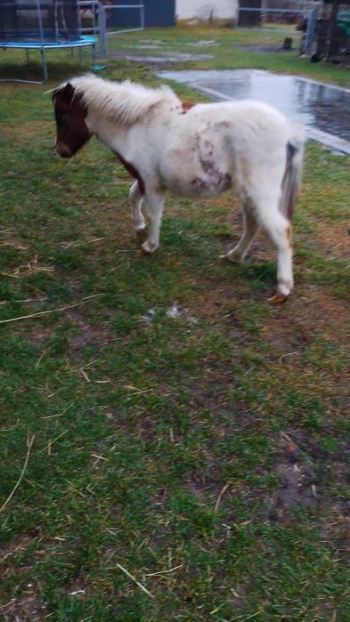 Sprzedam zrebice kucyk