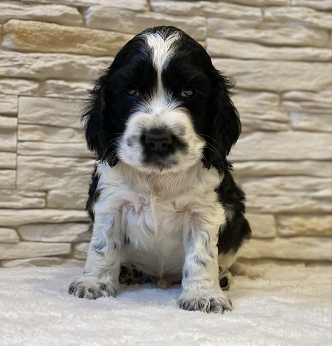 BROKAT Cocker Spaniel Angielski.REZERWACJA