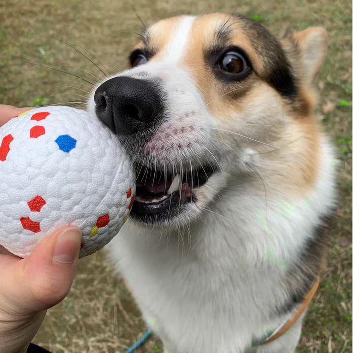 Прочный мяч для собак