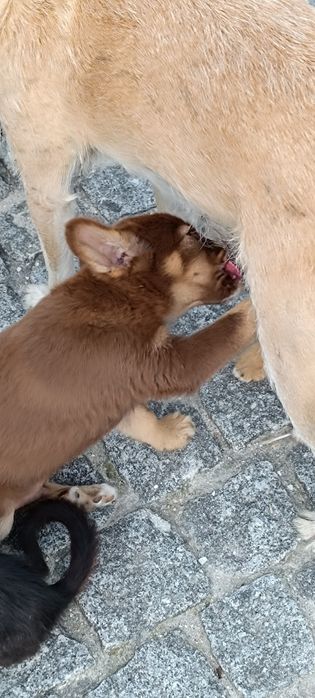 Cães para adotar