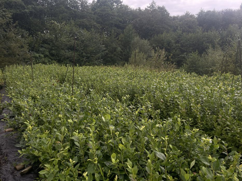 Саджанці лохини різних сортів | кущі 2–5 років