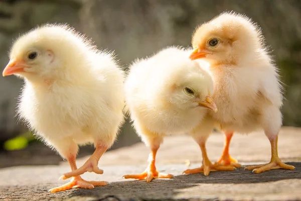 Півники Півні Птиця Кури Несушка Ломан Браун Сенді ДОБОВІ Курчата Ципа