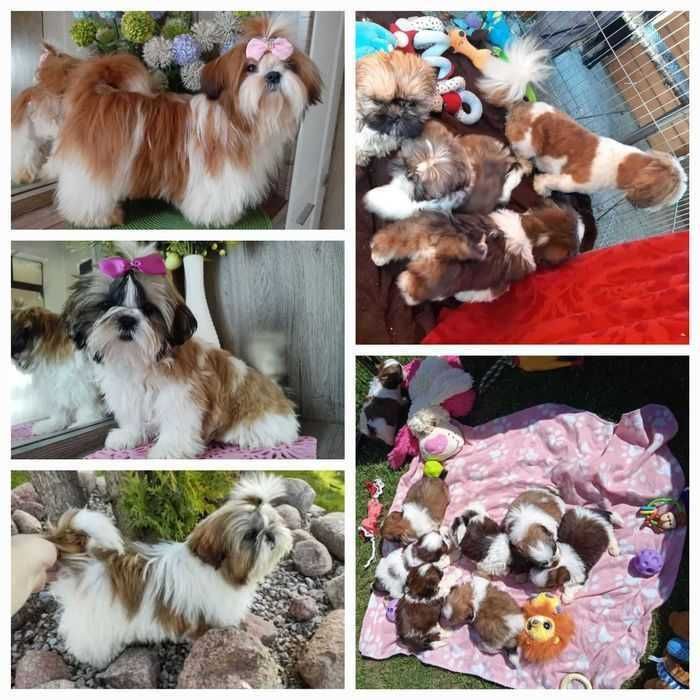 Rudo-bialy piesek slicznosci rodowód ZHPR