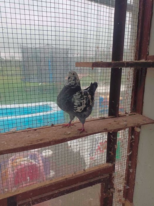 kingi gołebie rasowe