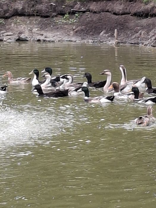 Sprzedam gęsi kaczki młode i roczne